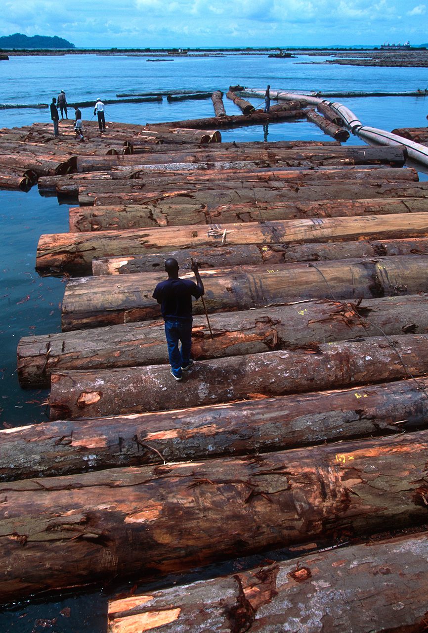 Even based on the most conservative estimates, the number of kevazingo trees being consistently shipped to China is unsustainable.