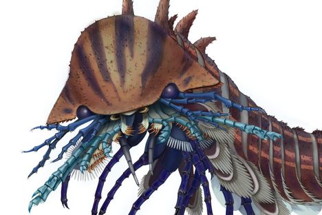 Reconstruction of Habelia optata, Joanna Liang.
