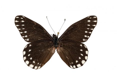 Catasticta sibyllae, named for Maria Sibylla Merian, is known from only two specimens.