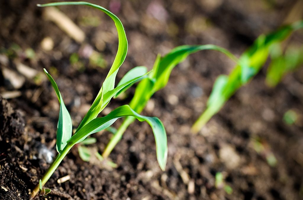 What are these corn seedlings whispering to each other underground?