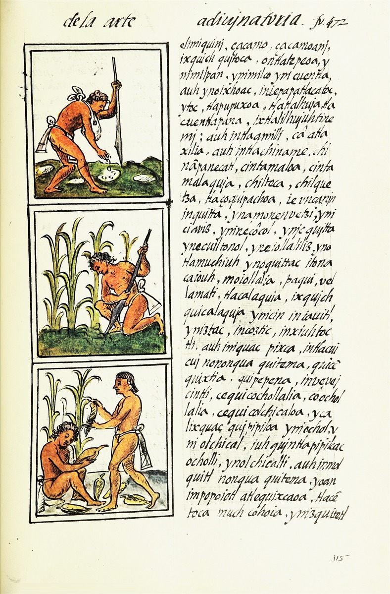 An early Spanish colonial document, the Florentine Codex, details chinampa agriculture in what is now Mexico.