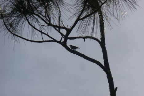 This photo, captured by researchers Matthew Gardner and David Pereira on Grand Bahama in 2018, is one of the last-known sightings of the Bahama nuthatch. It is believed the bird was wiped out by Hurricane Dorian in 2019.