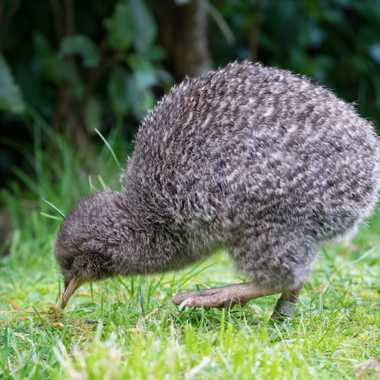 Little Spotted Kiwi