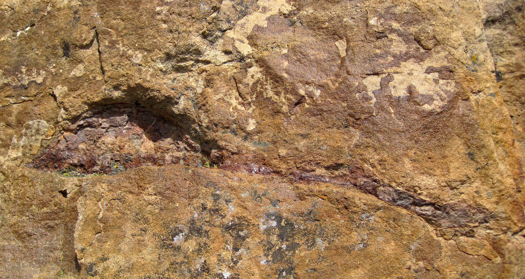 Dinosaur bone in sandstone (Morrison Formation, Upper Jurassic; western side of Dinosaur Ridge, Colorado, USA)