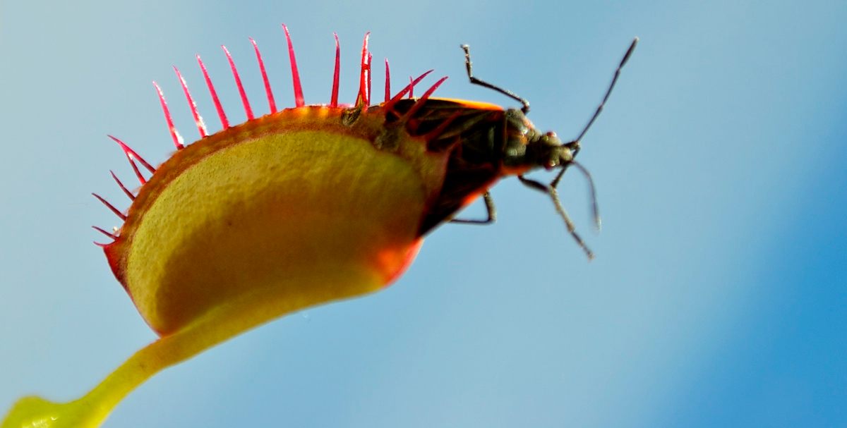 Venus Flytraps Don't Trap Insects that Pollinate Them – National Geographic  Education Blog