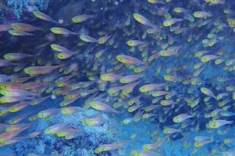 Baa Atoll Biosphere Reserve.