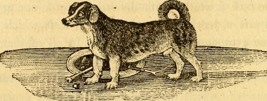 An illustration of a turnspit dog, described in the 19th century as "long-bodied, crooked-legged, and ugly dogs".