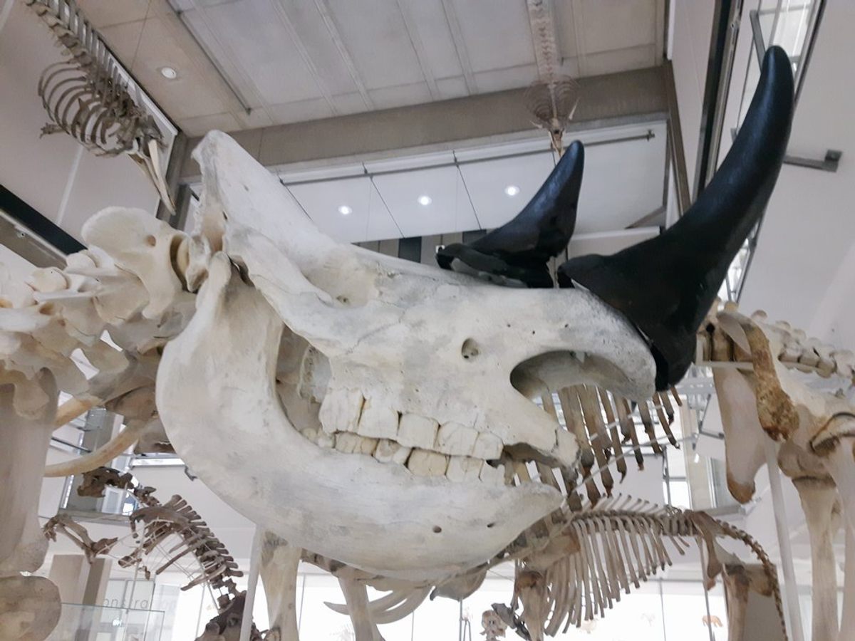 Replica horns top the rhino skeleton at the University Museum of Zoology at Cambridge.