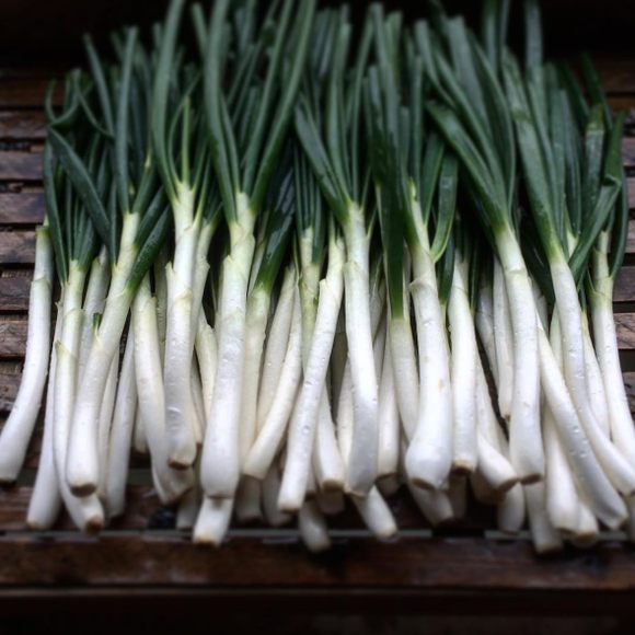 Calcots are longer than your average onion.