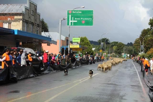 Sheepdogs herd stragglers out of town.