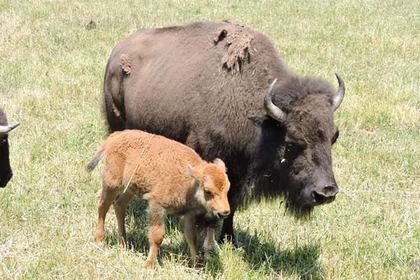 Baby bison are born into the herd each spring. 