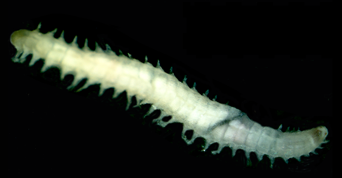 <em>Prosphaerosyllis modinouae</em> is way, way smaller in reality than it appears on your screen.