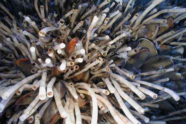 Banana blood worms invade the deep sea - The Australian Museum Blog