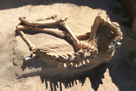 The now exposed horse skeleton is ready for documentation. 