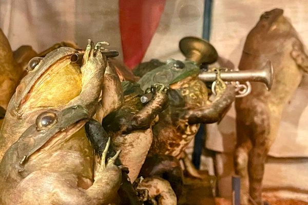 Dead frogs playing instruments at the circus