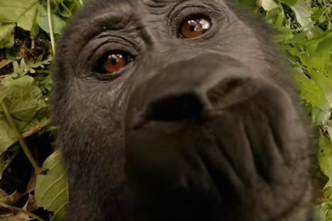 Fleeting Wonders: A Vlogging Gorilla