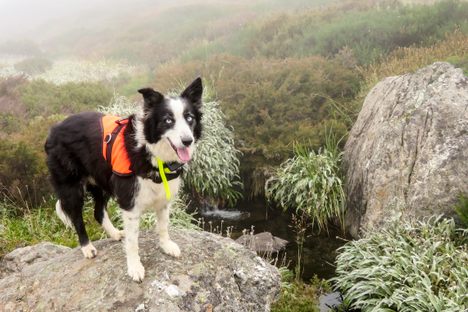 Sasha, standing by the alpine stonefly's aquatic habitat.
