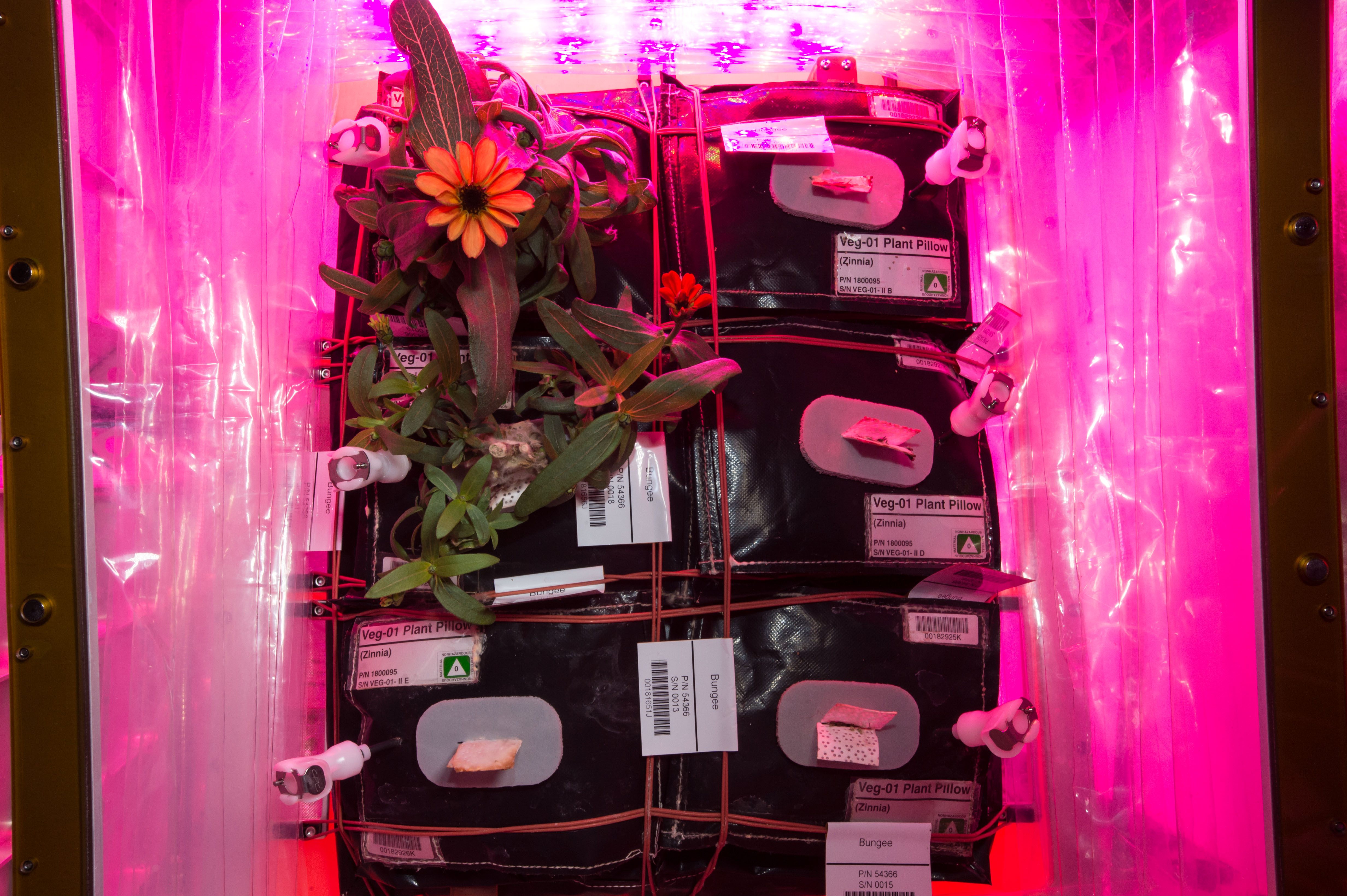 The Vegetable Production System (“Veggie”) aboard the ISS grows plants in microgravity using LED lights.