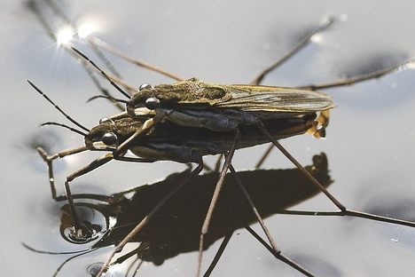 The Sexual Intimidation Tactics of the Male Water Strider