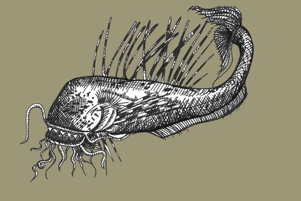 Jesse Bethea imagines an enormous, eyeless catfish, with spines like a lion fish.
