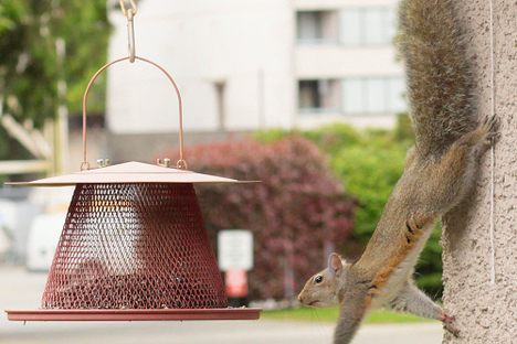 Is A Squirrel Smarter Than A Fifth-Grader?