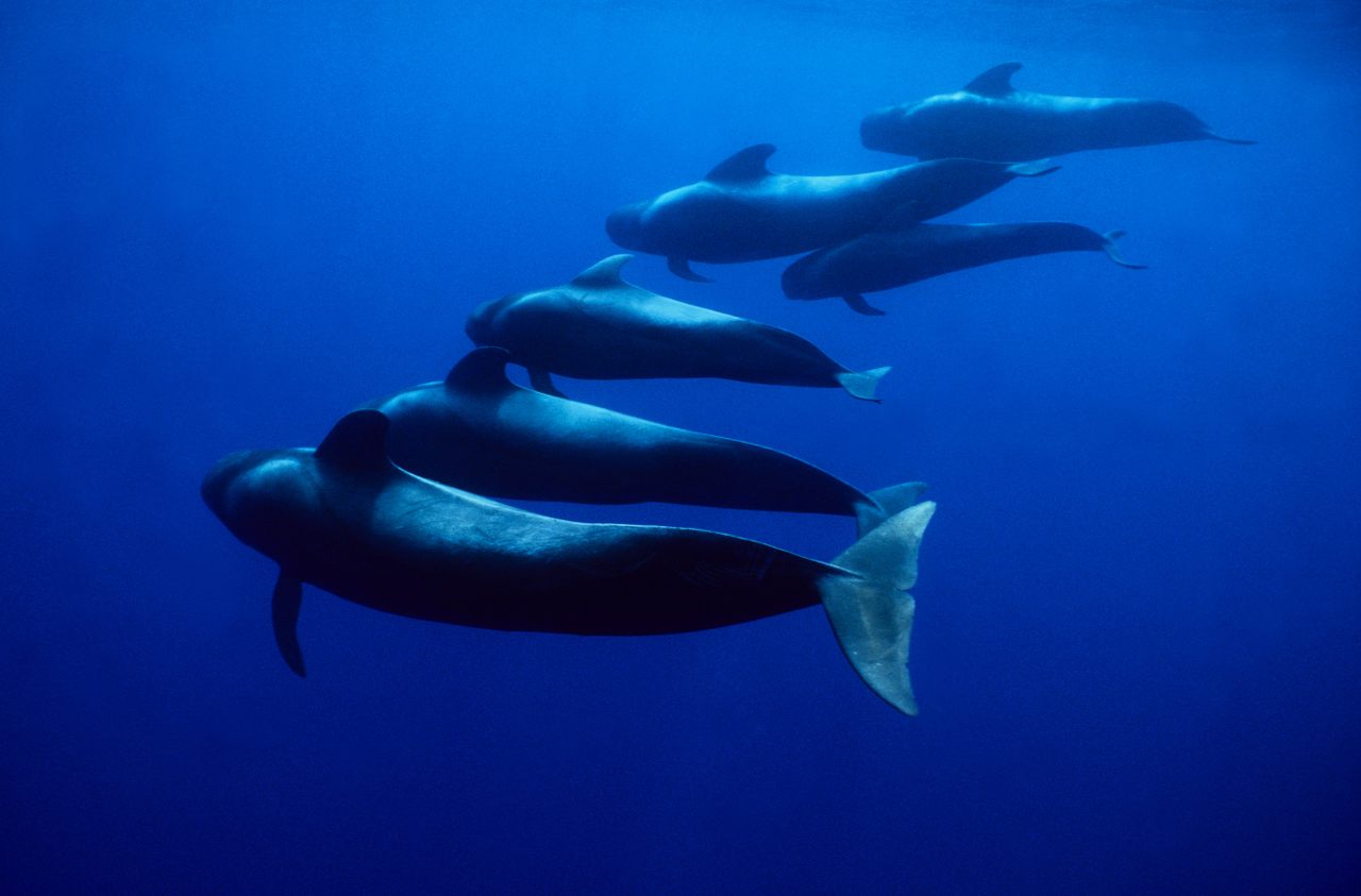 A pod of short-finned pilot whales.