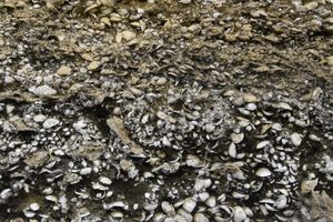 The shell midden of Kasori.