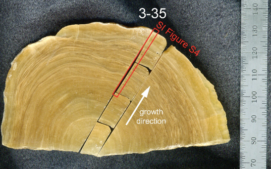 Sliced, stalagmites look a lot like tree rings.