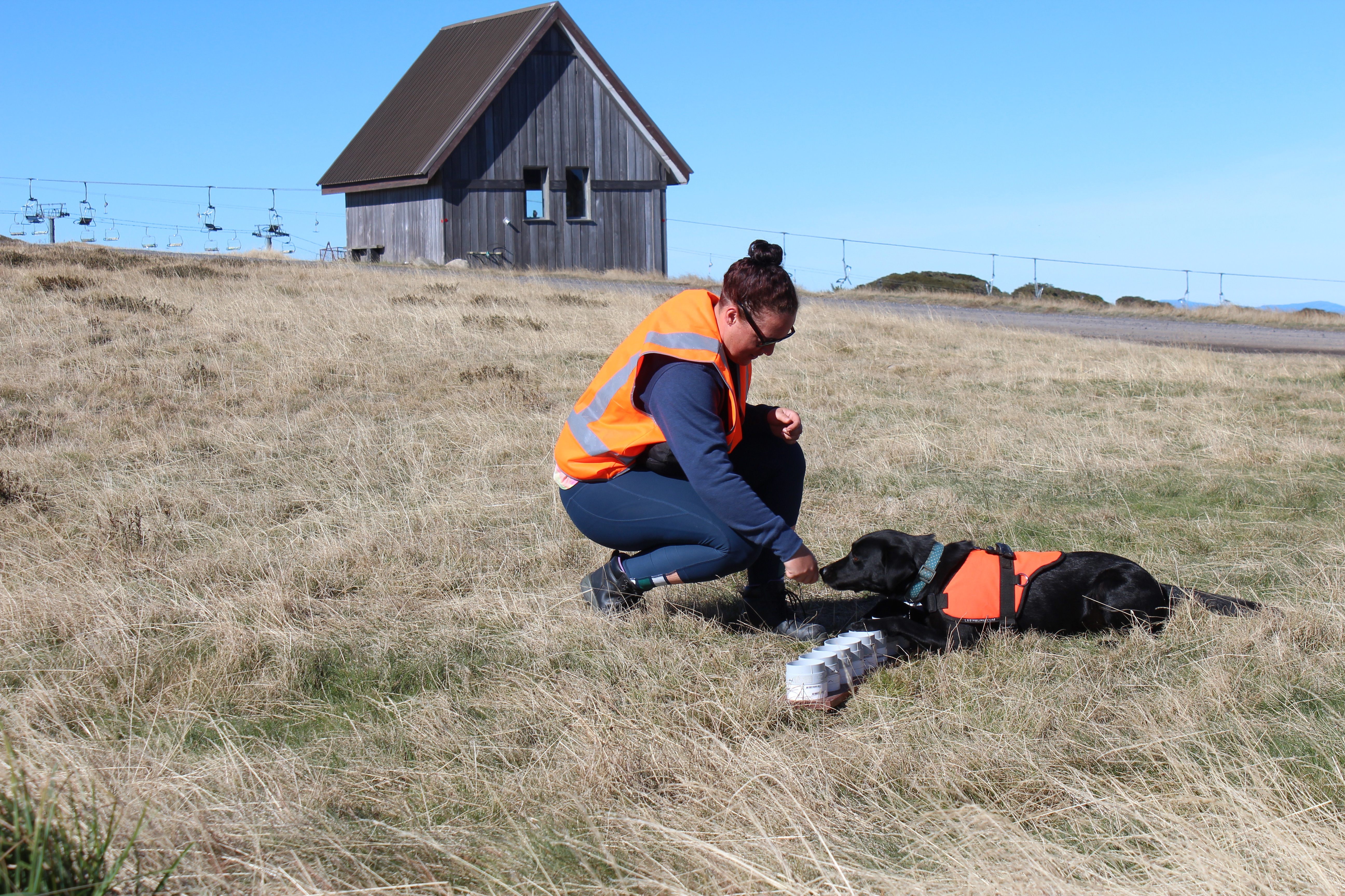 Judd practices sniffing out stoneflies on a scent board with his handler, Shannyn Smith.