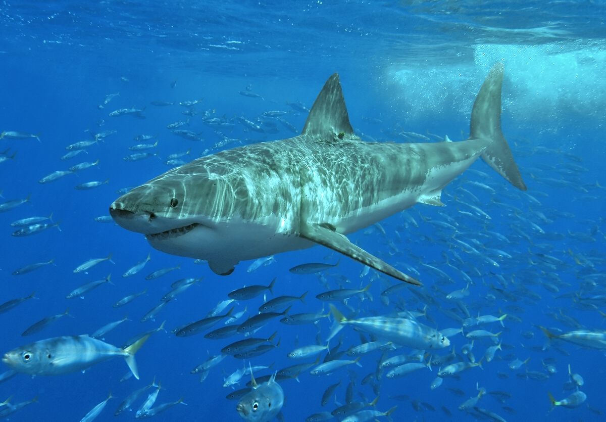 A solo great white shark near Isla Guadalupe, Mexico.