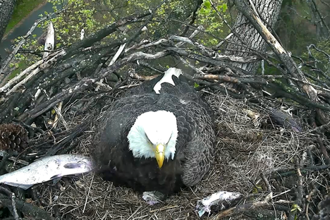 The Surprisingly Long History of Animal Cams