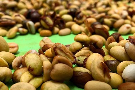 Beans drying at Kona Premium Coffee Company.