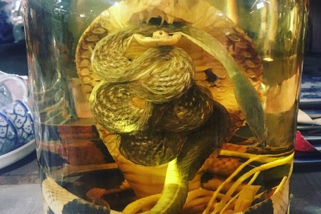 Snake Wine