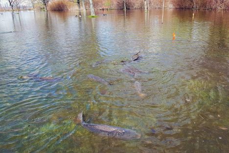 Toronto's Island Baseball Fields Are Now Home to Some Fish