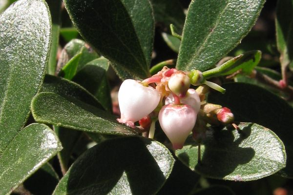A rare Franciscan manzanita, similar to the one that led to Rowntree’s nighttime raid to save one of the endangered plants. She admitted that she’d "garnered it ghoulishly in a gunnysack.”