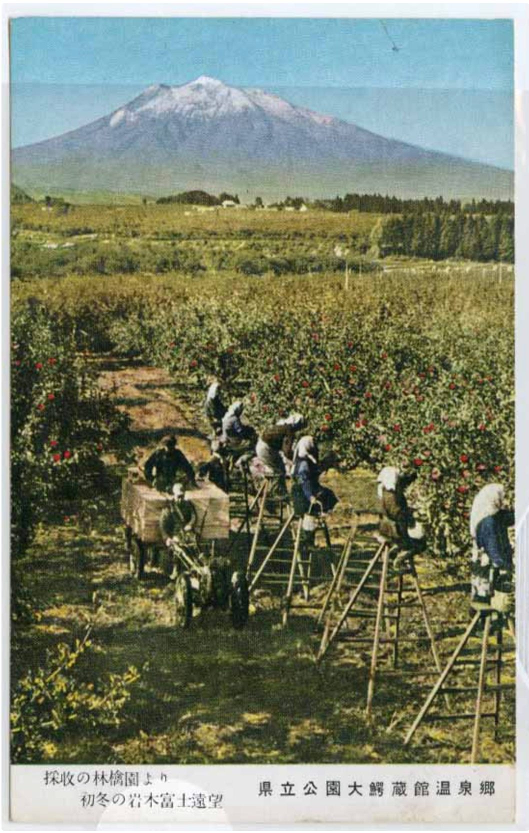 This postcard shows an Aomori orchard in the midst of harvest season.