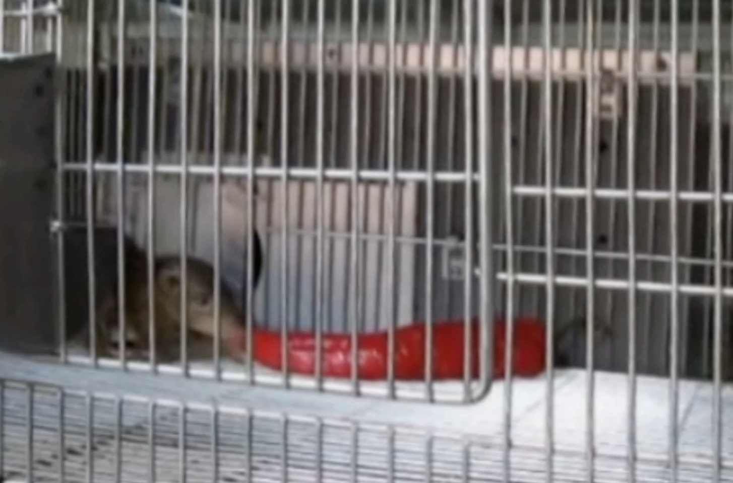 A tree shrew enjoys a chili at the Kunming Institute.