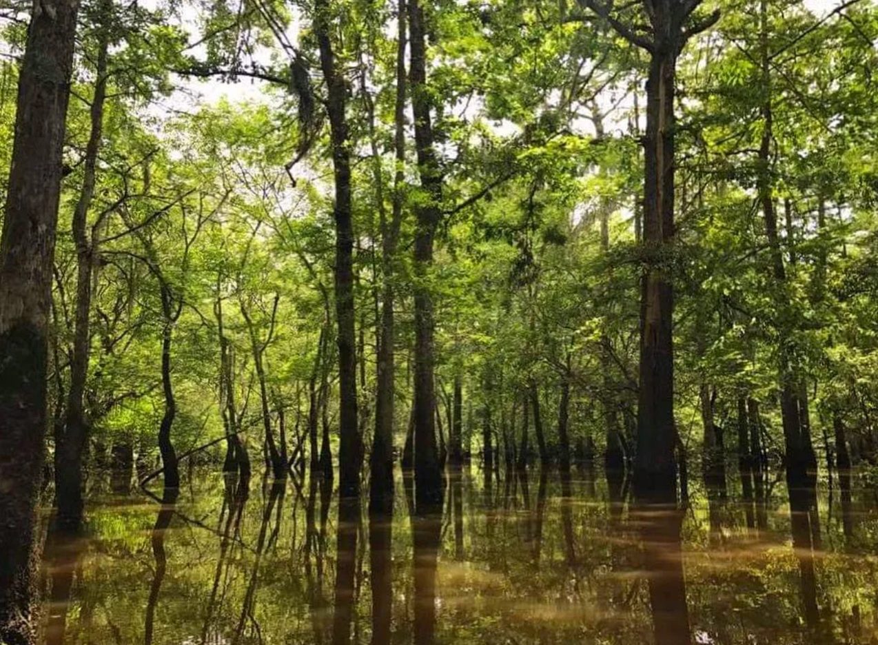 Honey Island earned its name because of the honeybees once seen on a nearby island.