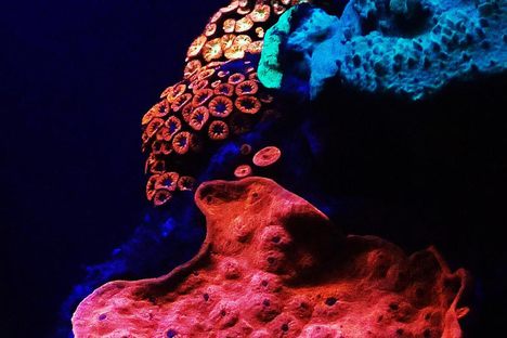 Glowing corals in the Red Sea.