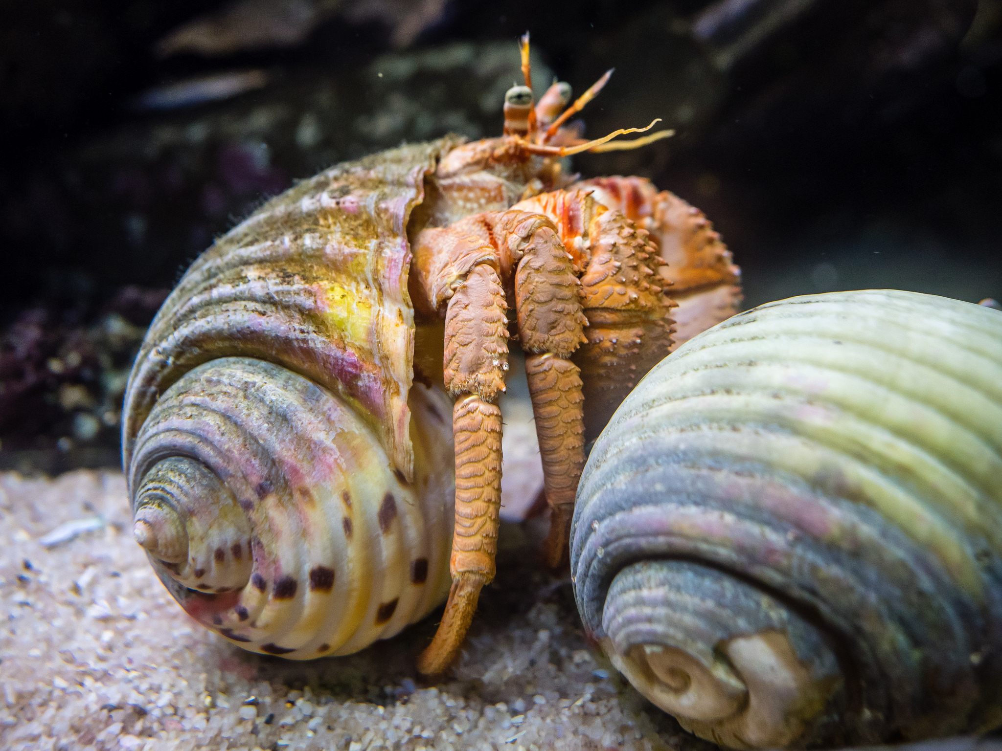 biggest hermit crab in the world