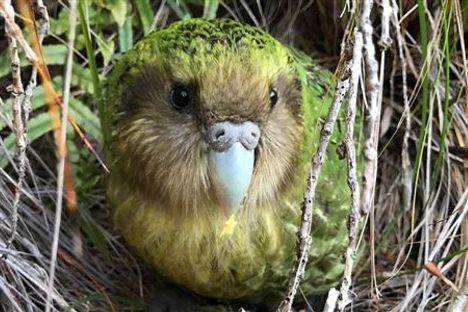 Sinbad the kākāpō, who sired his first chicks this year through artificial insemination.