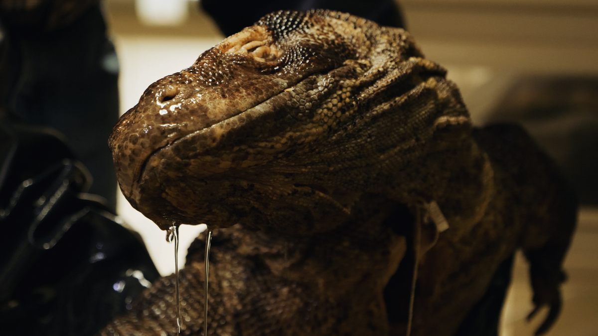 Unboxing the World's Largest Lizard