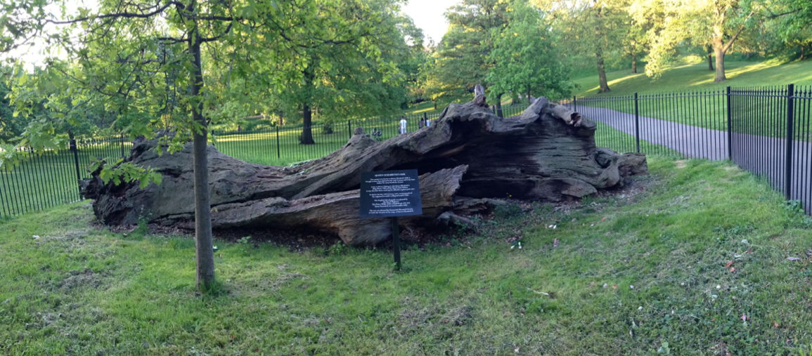 Greenwich Royal Observatory Tree