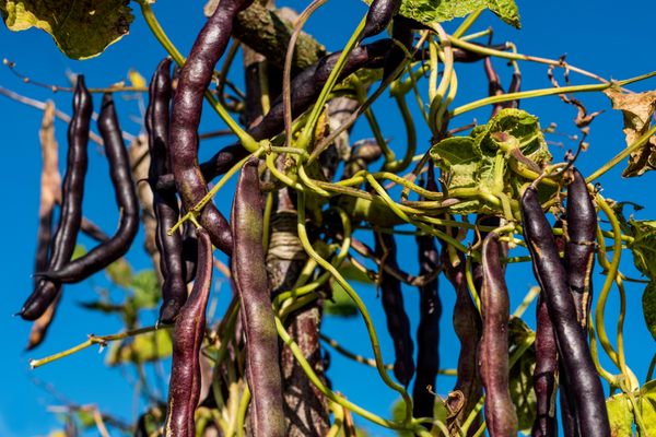 The vines of Cherokee Trail of Tears beans grow prolifically. 