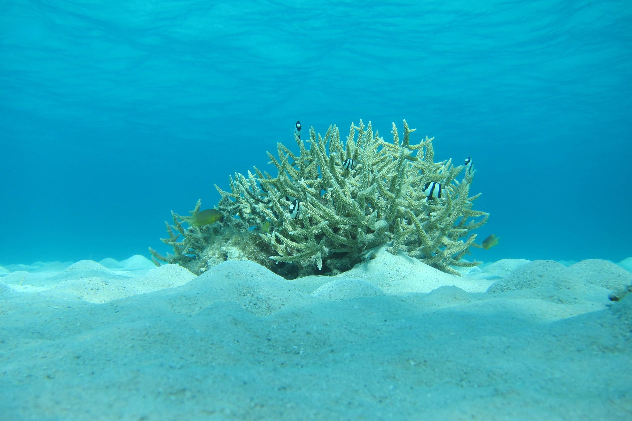 A bobbit's-eye view of an Indo-Pacific reef.