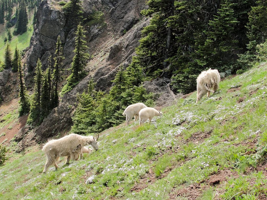 Mountain goats near the Switchback Trail in Olympic National Park.