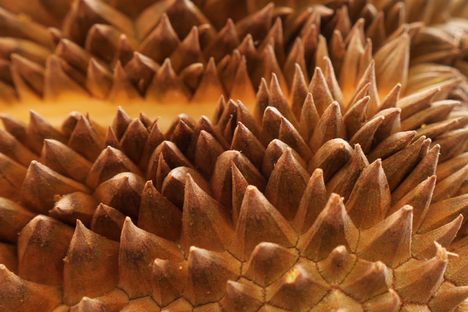 The durian is a scary fruit even before you open it. 