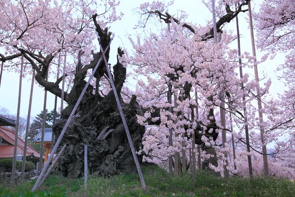 Yamataka Jindai Zakura in Hokuto, Japan