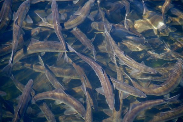 Alewives swimming up the Damariscotta River in the springtime.