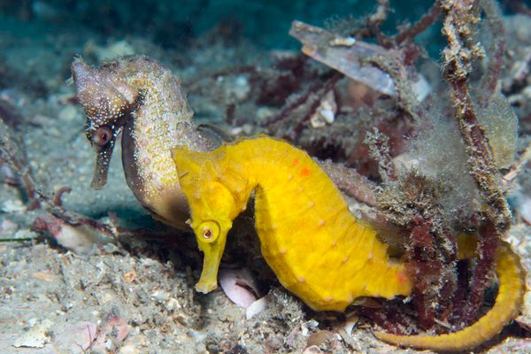 A mated pair of seahorses researchers have named Dusk and Dawn.